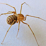 Scytodidae species